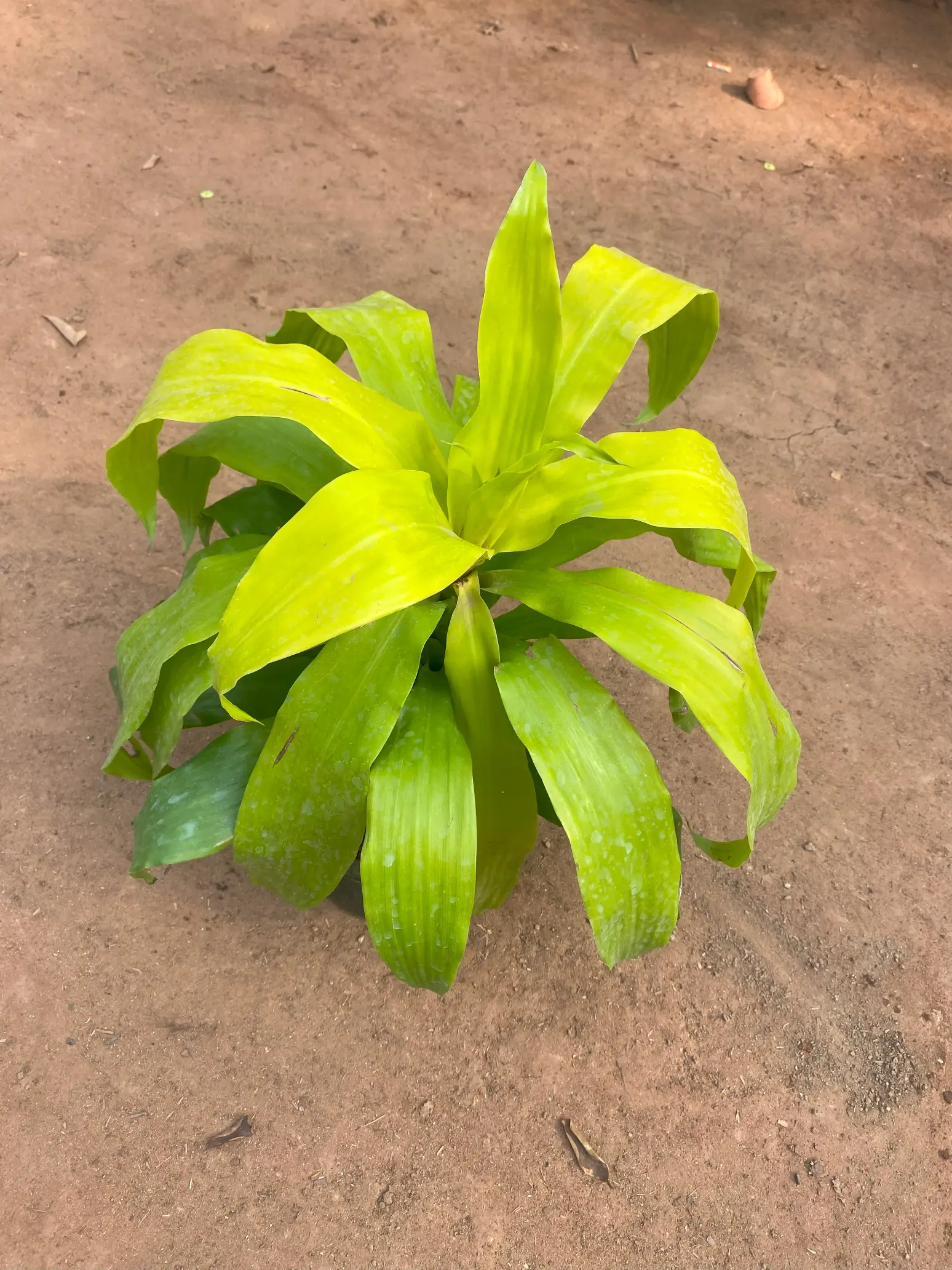 golden dracaena_front