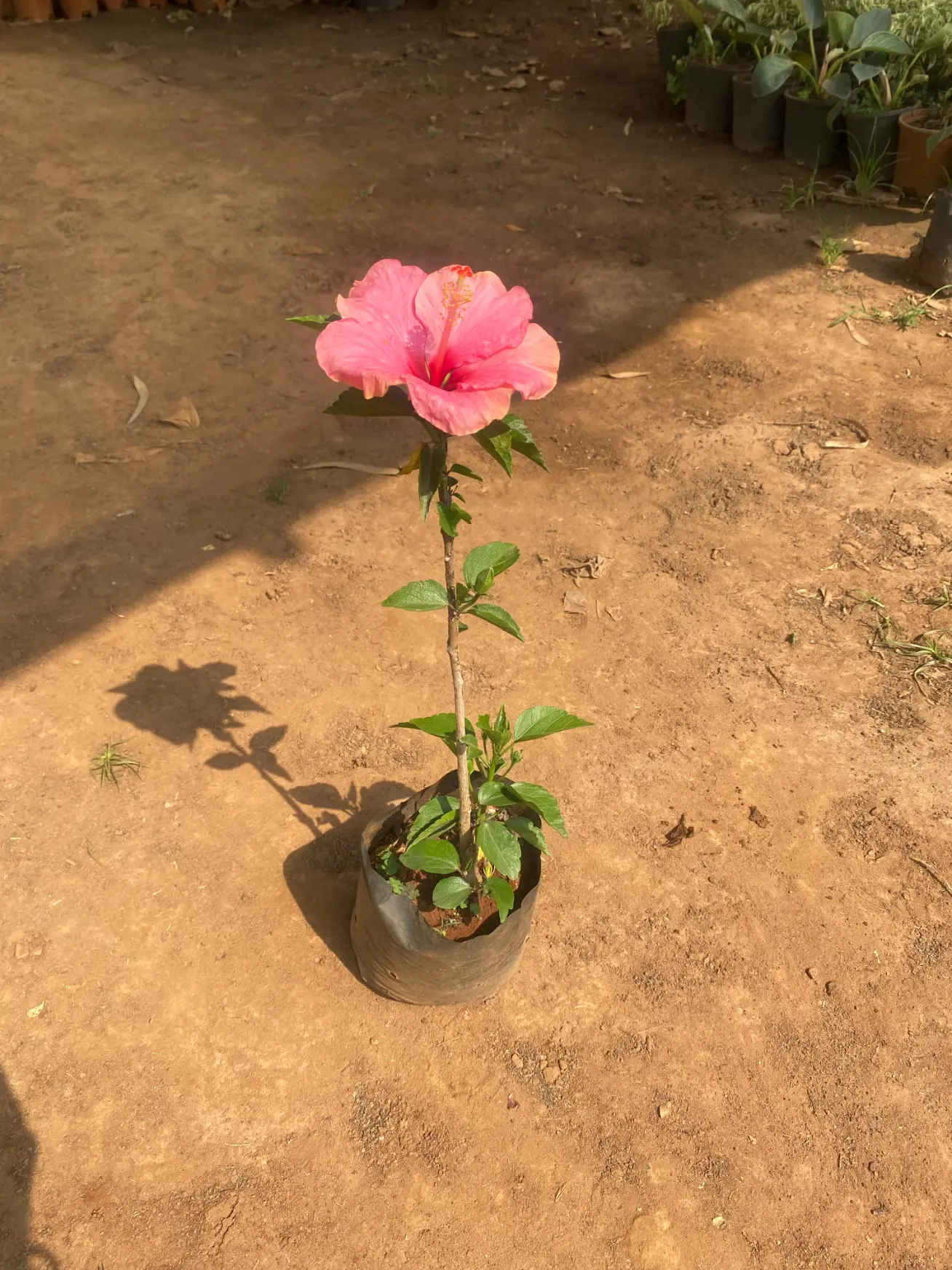 hibiscus_Pink_front(2)