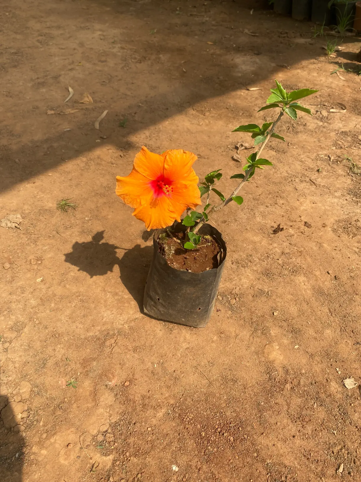 hibiscus_orange_front