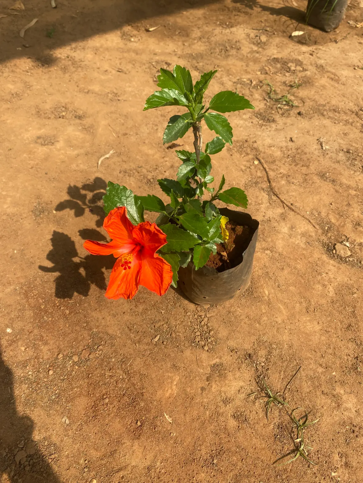 hibiscus_redd_front
