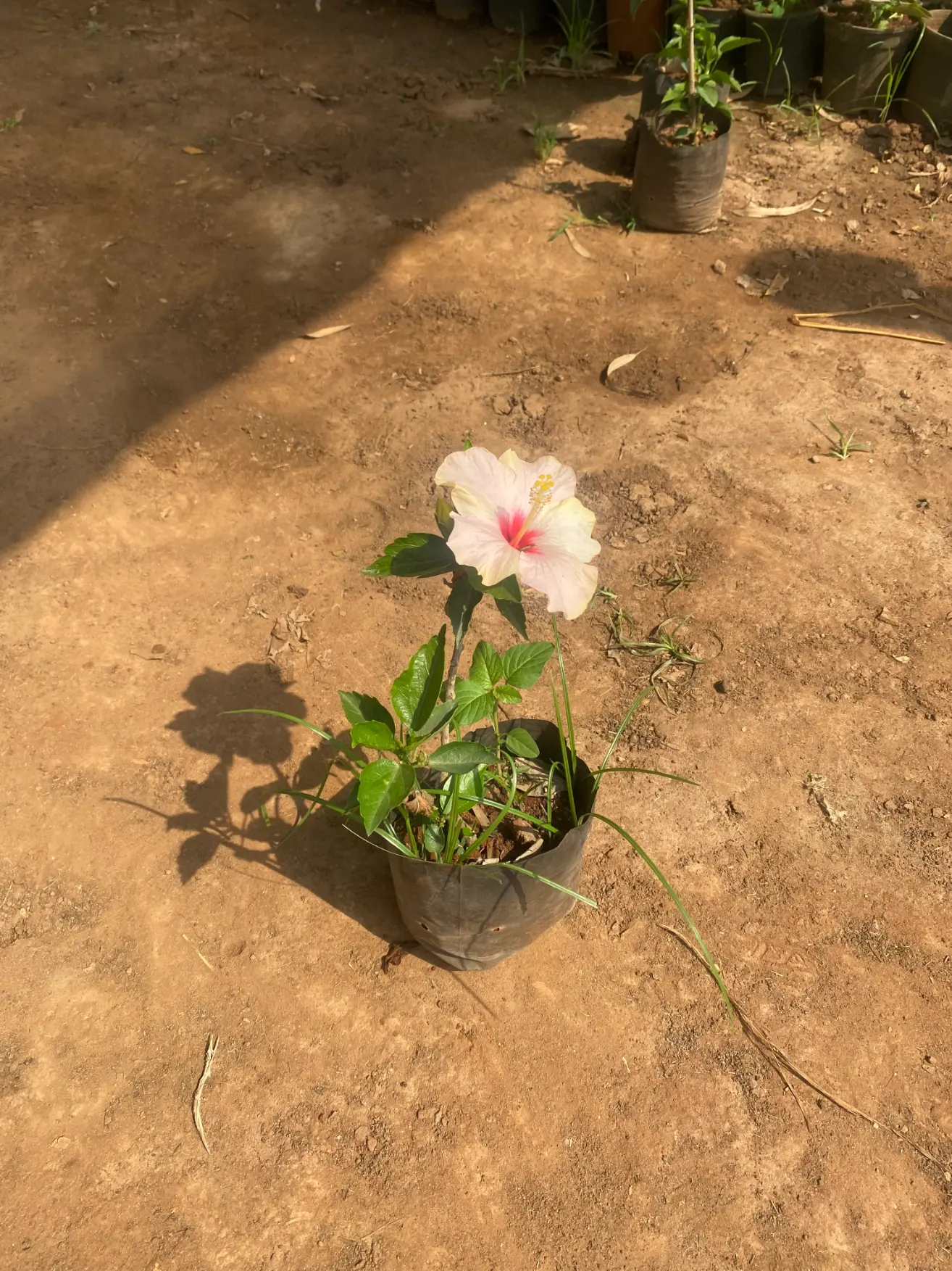 hibiscus_white_front