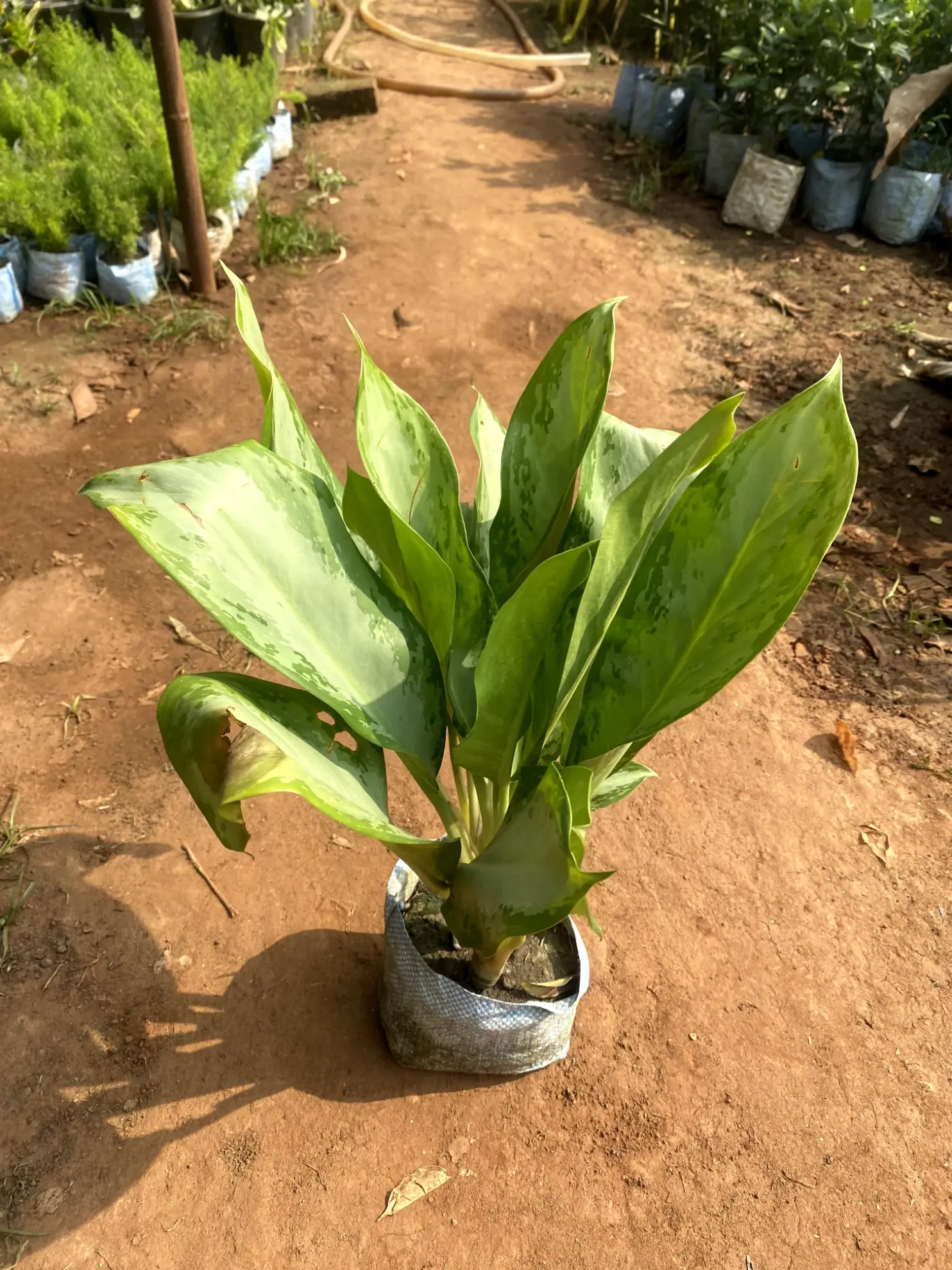 ice aglaonema_front