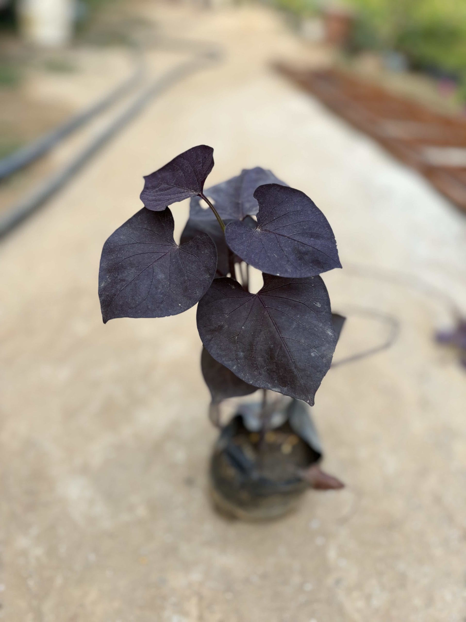 ipomea_front