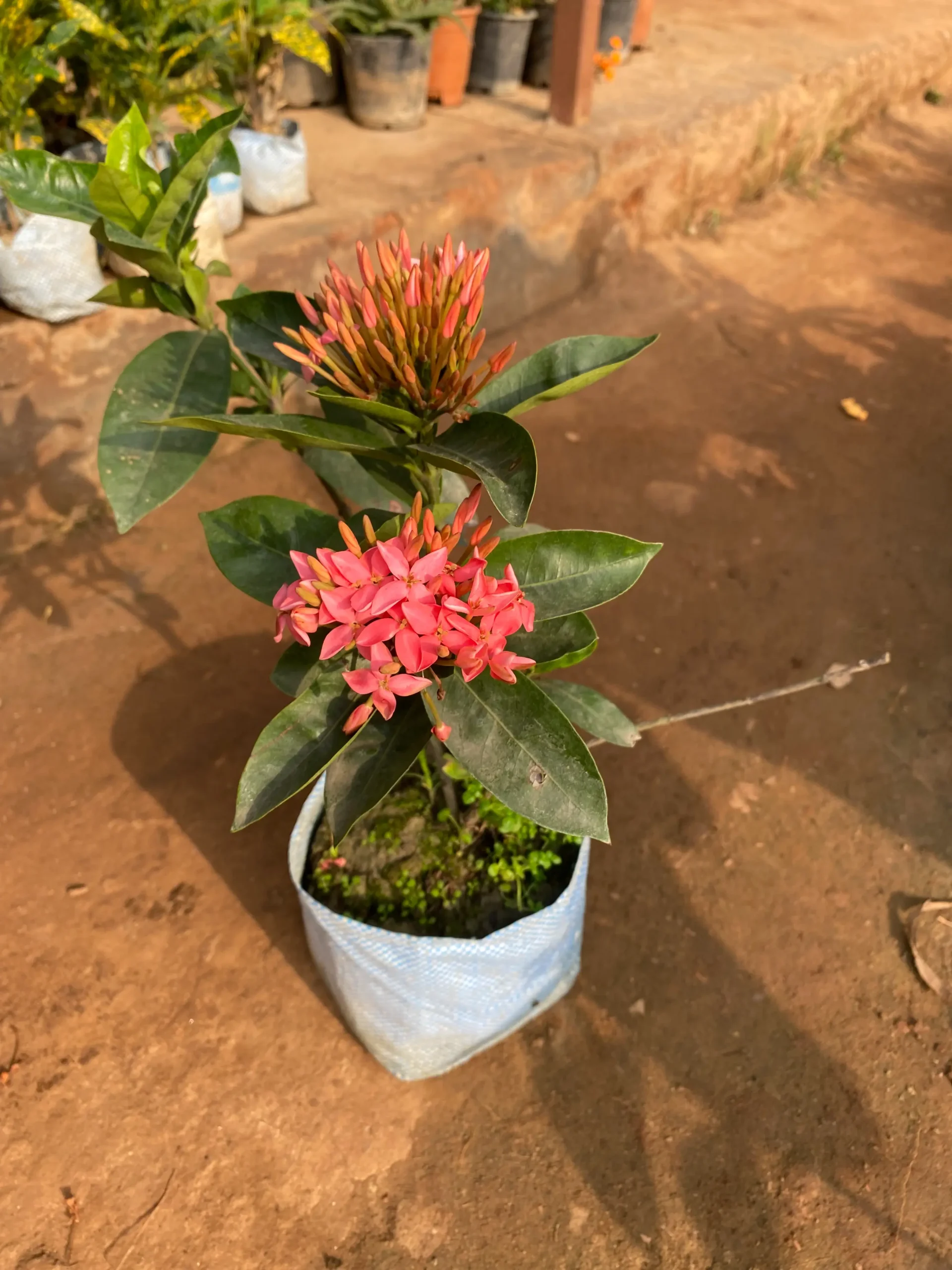 ixora_pink_FRONT (1)
