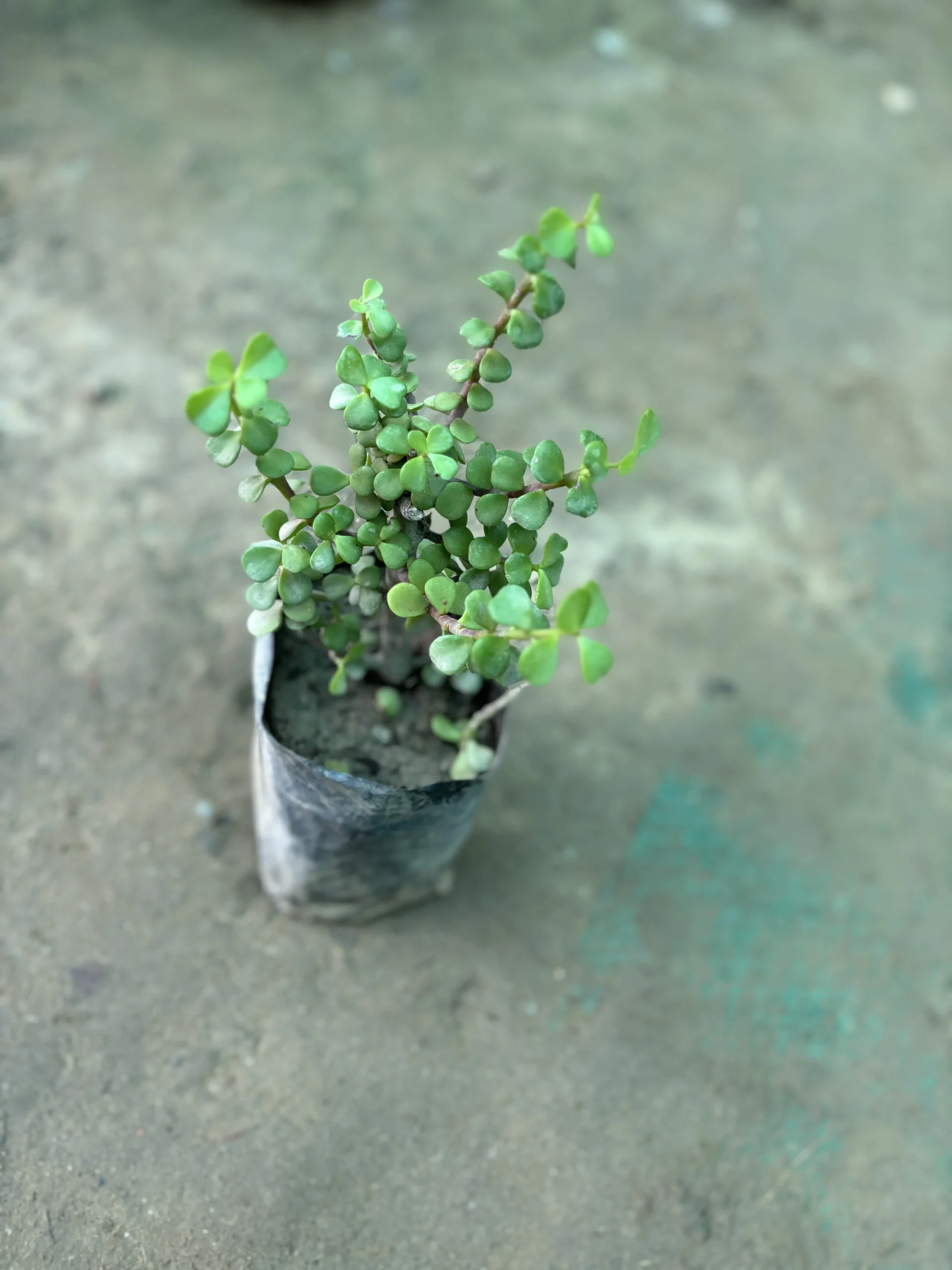 jade front
