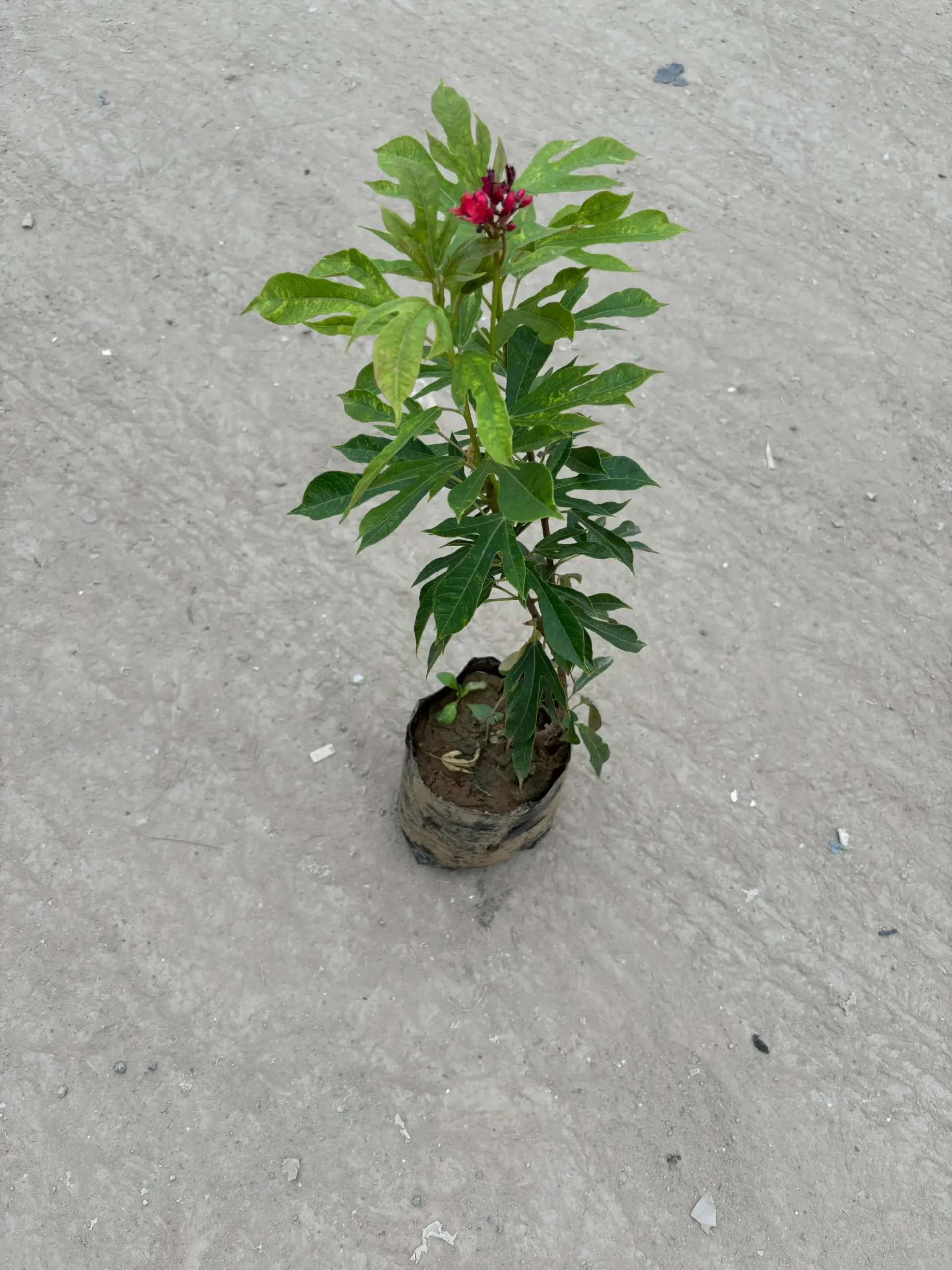 jatropha front