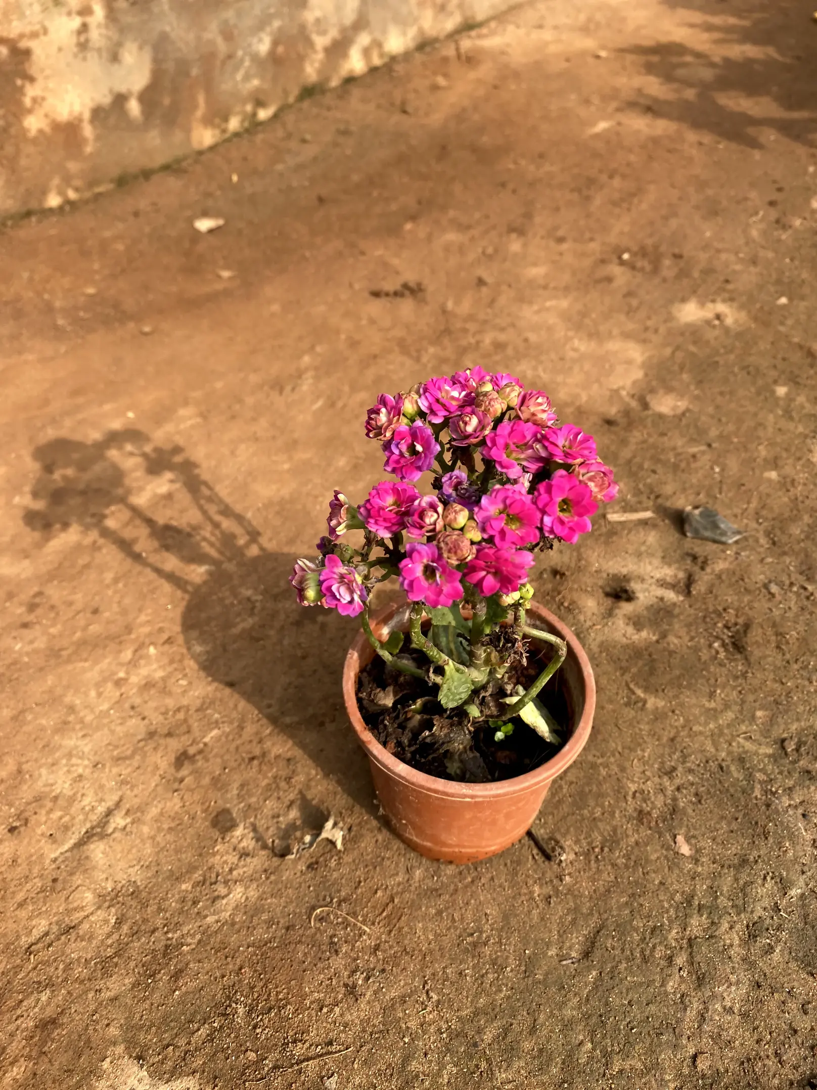 kalanchoe pink Front