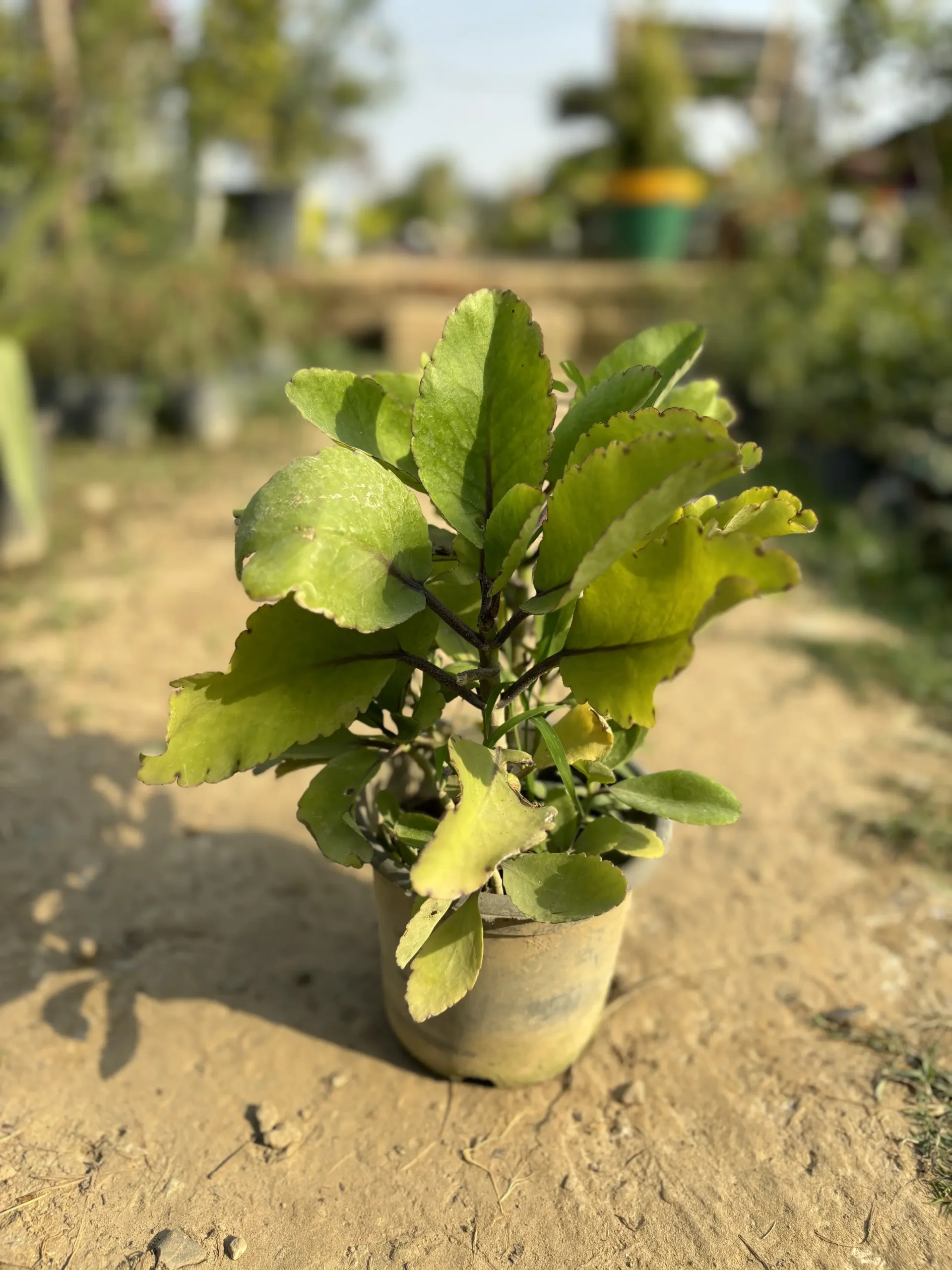 kalanchoe pinnate front (1)