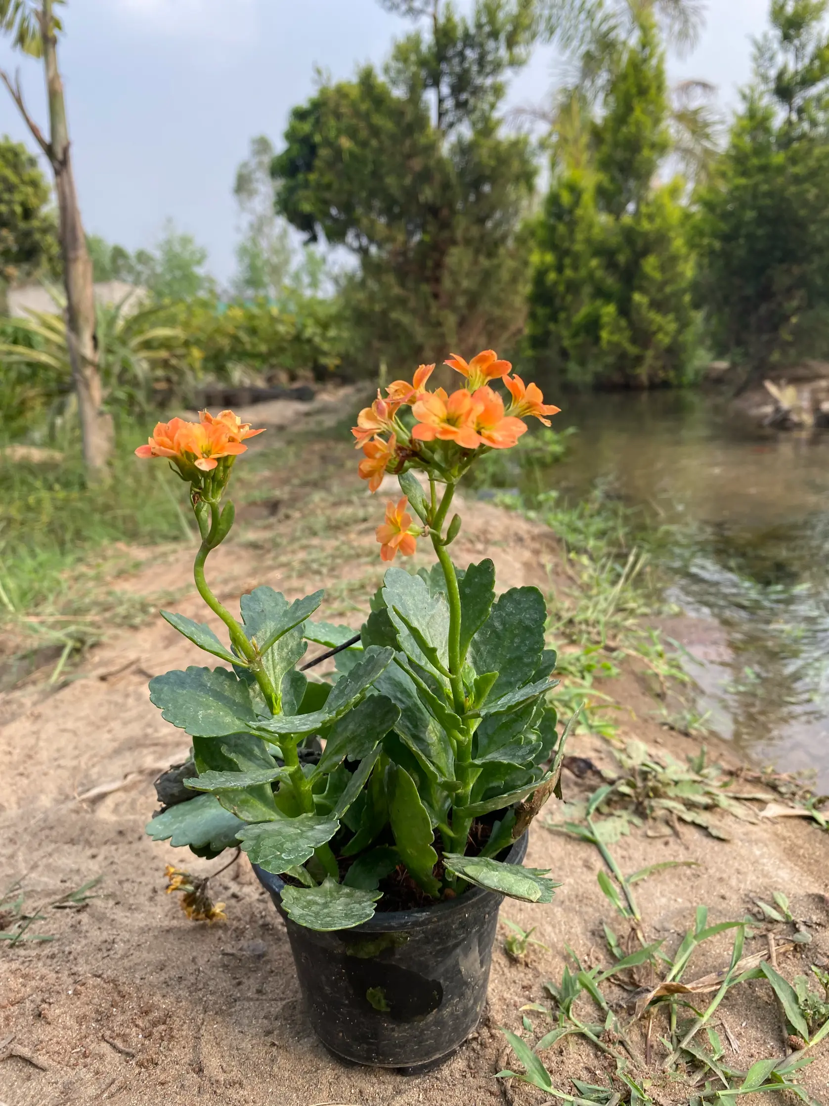 kalanchoe_orange_front(2)