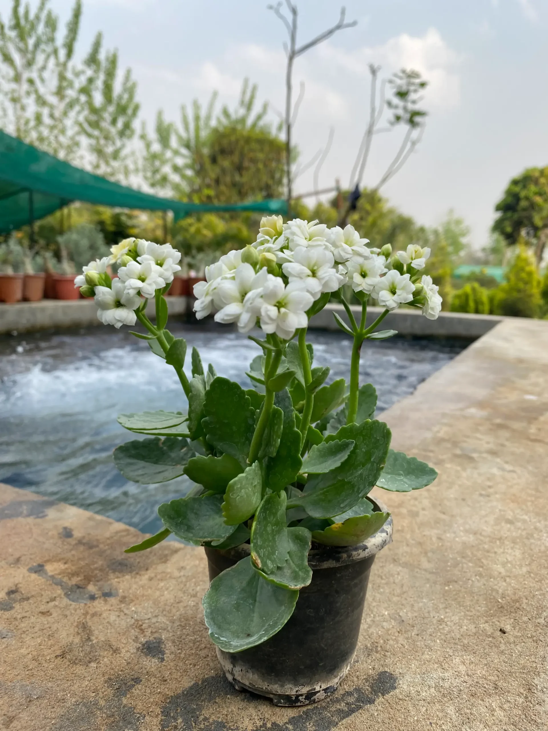 kalanchoe_white_front(4)