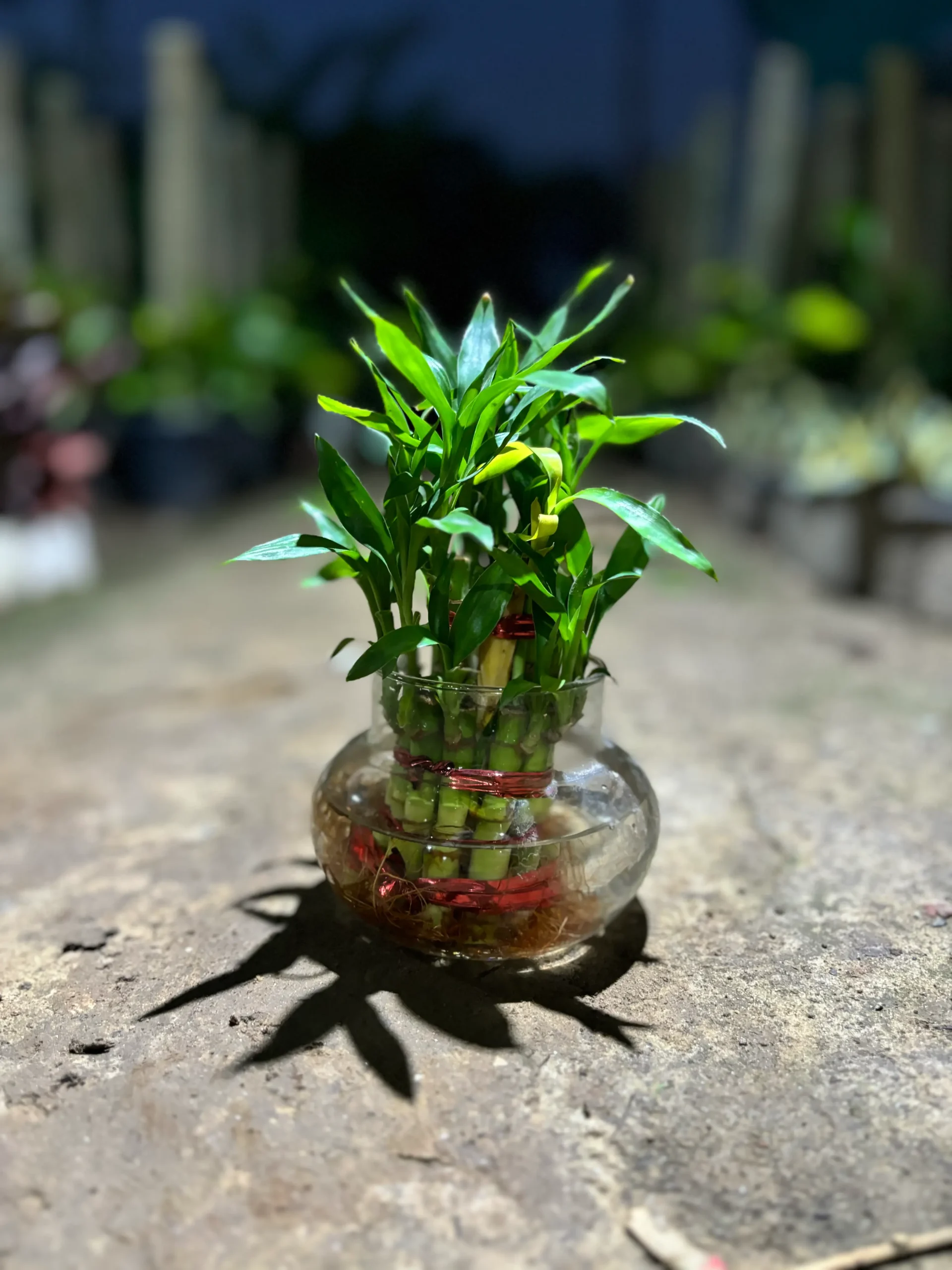 lucky bamboo front