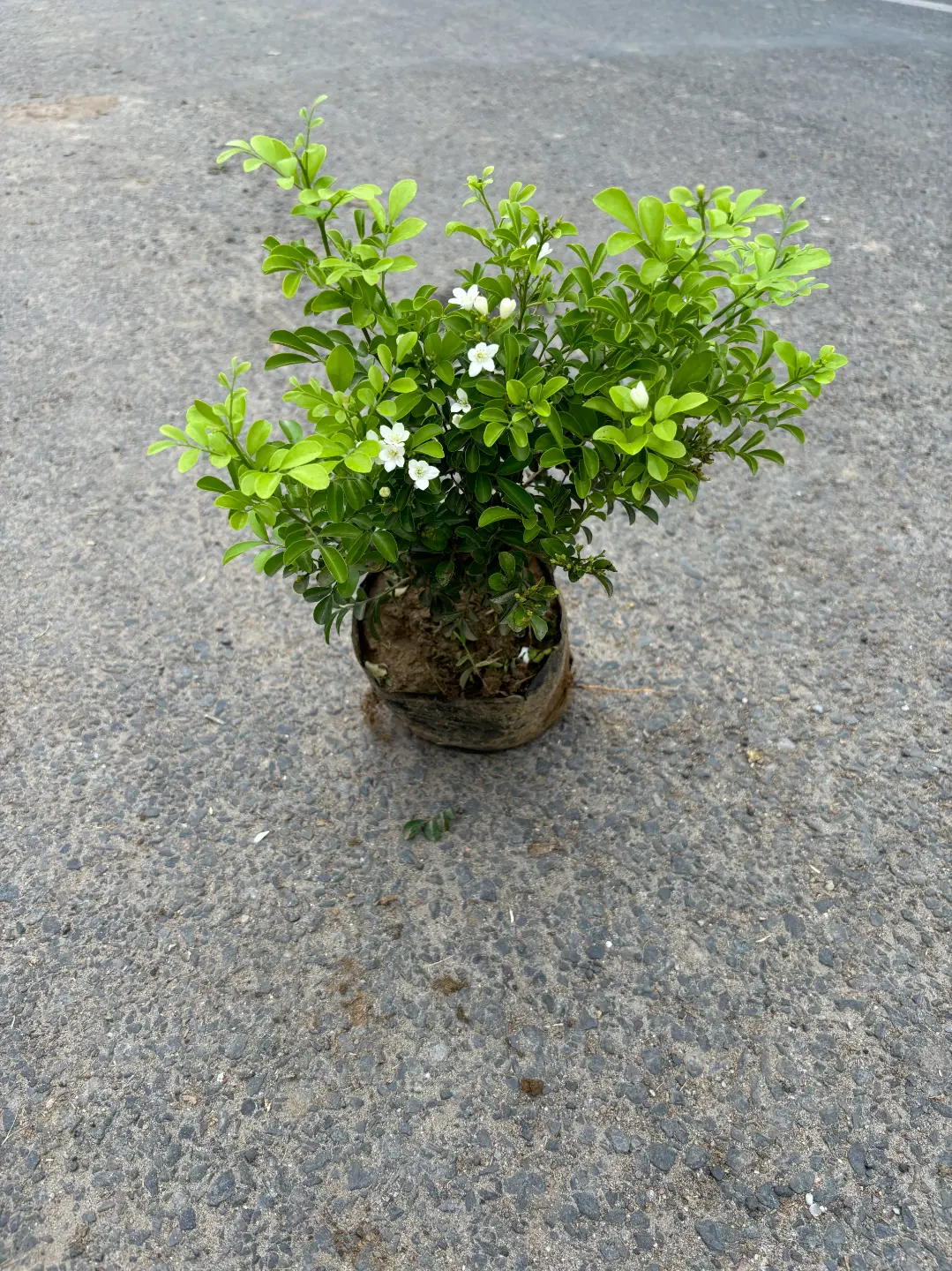 madhu kamini front