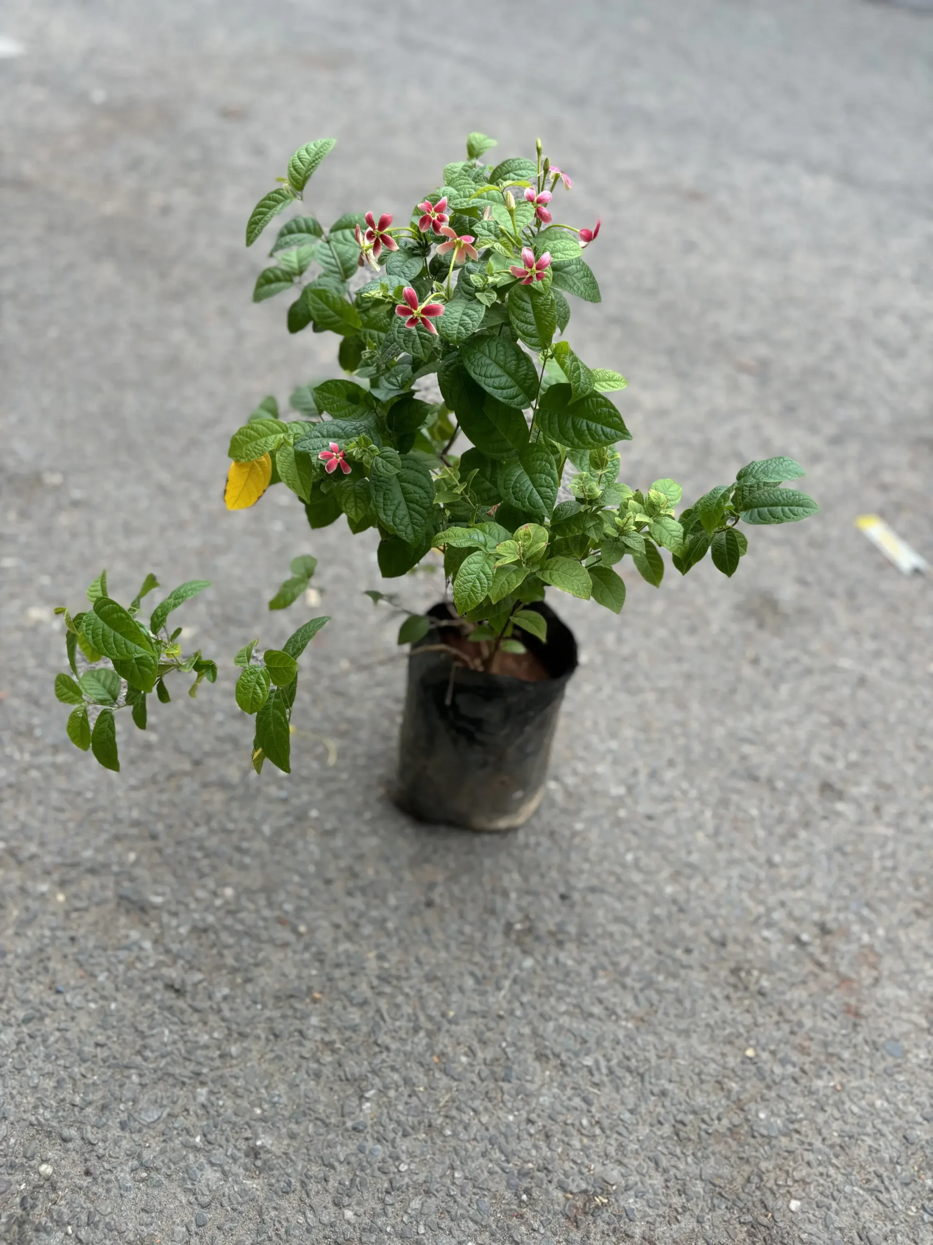 madhumalti front
