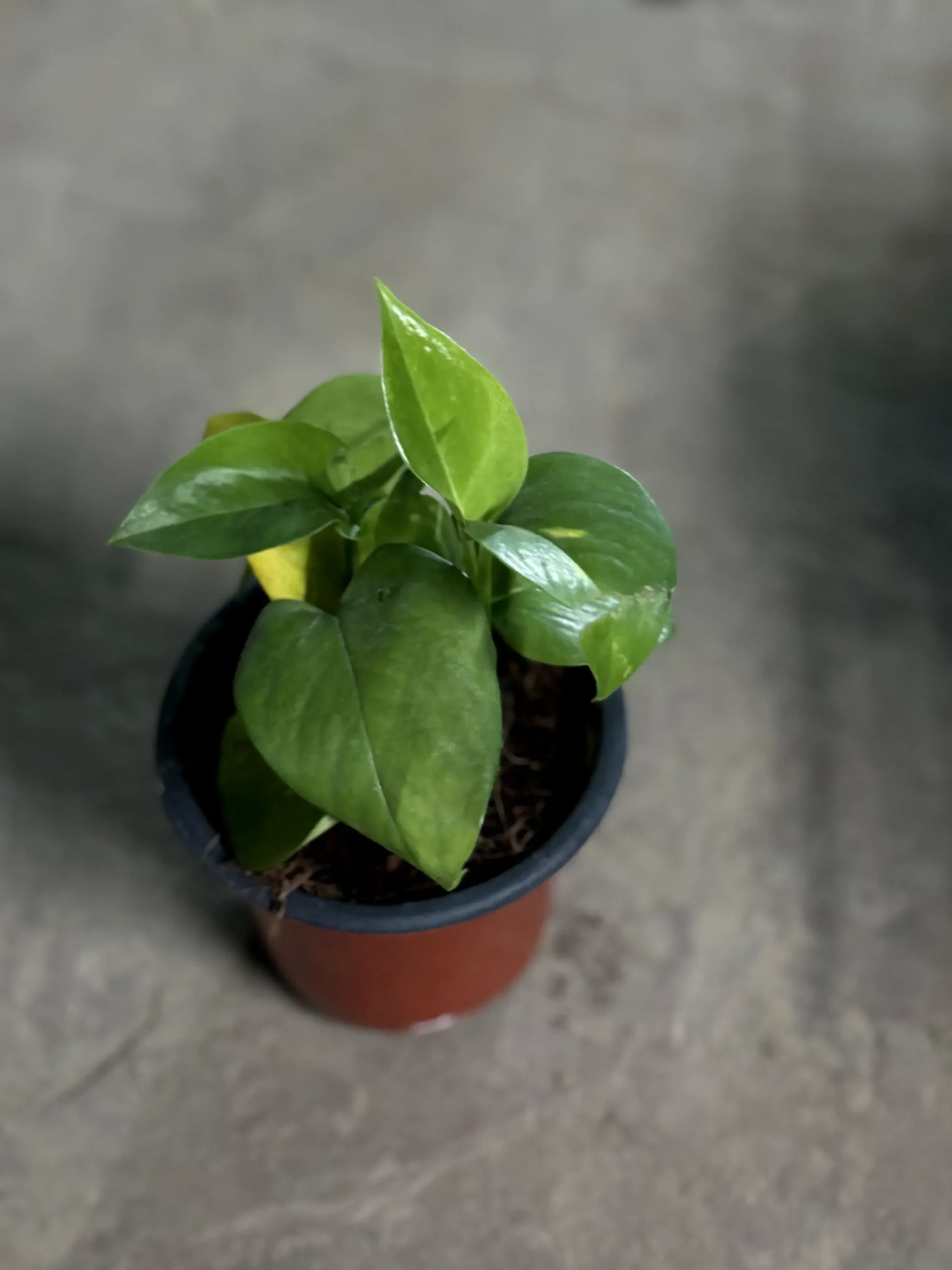 money plant green_front
