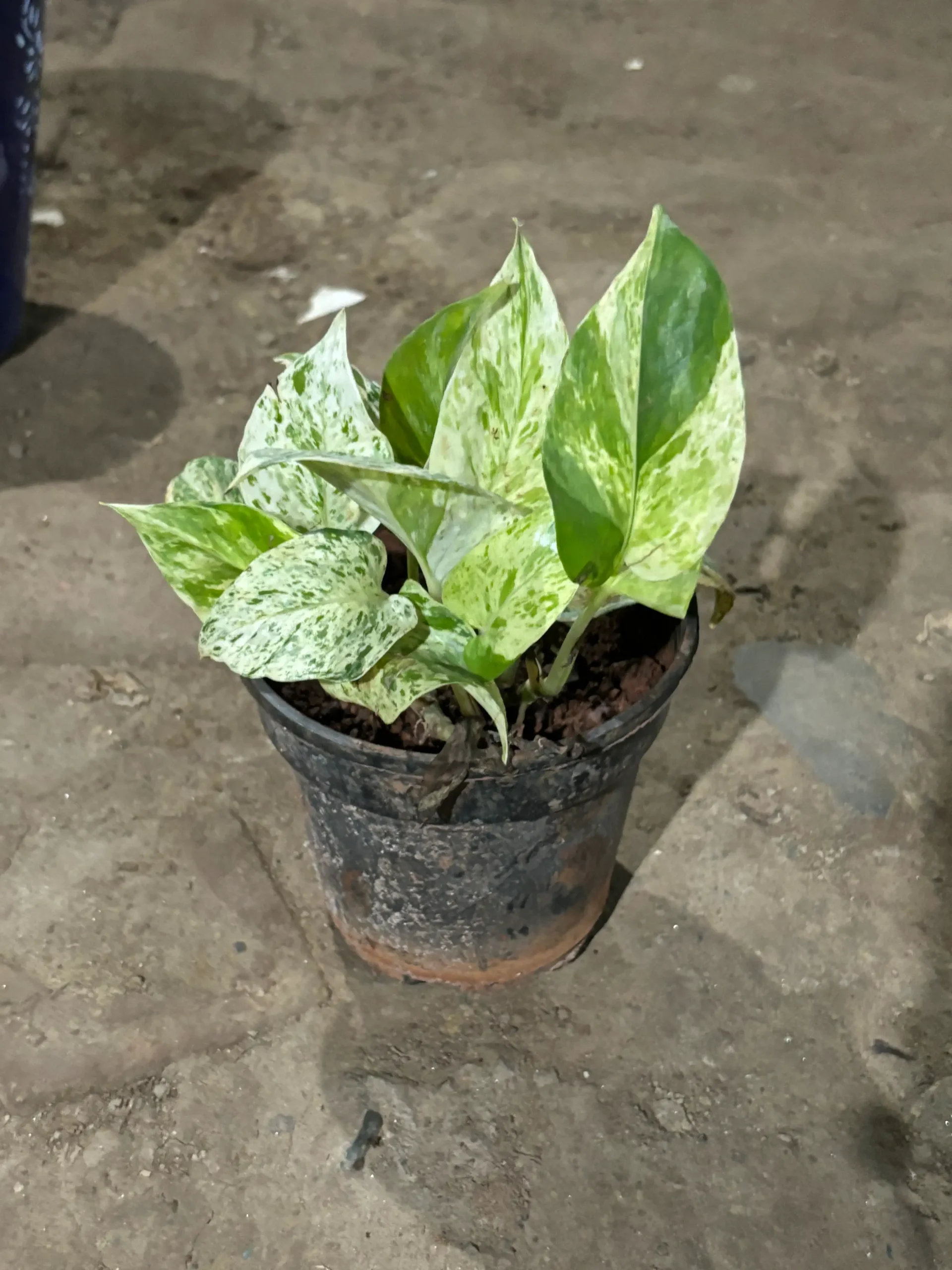 money plant variegated front