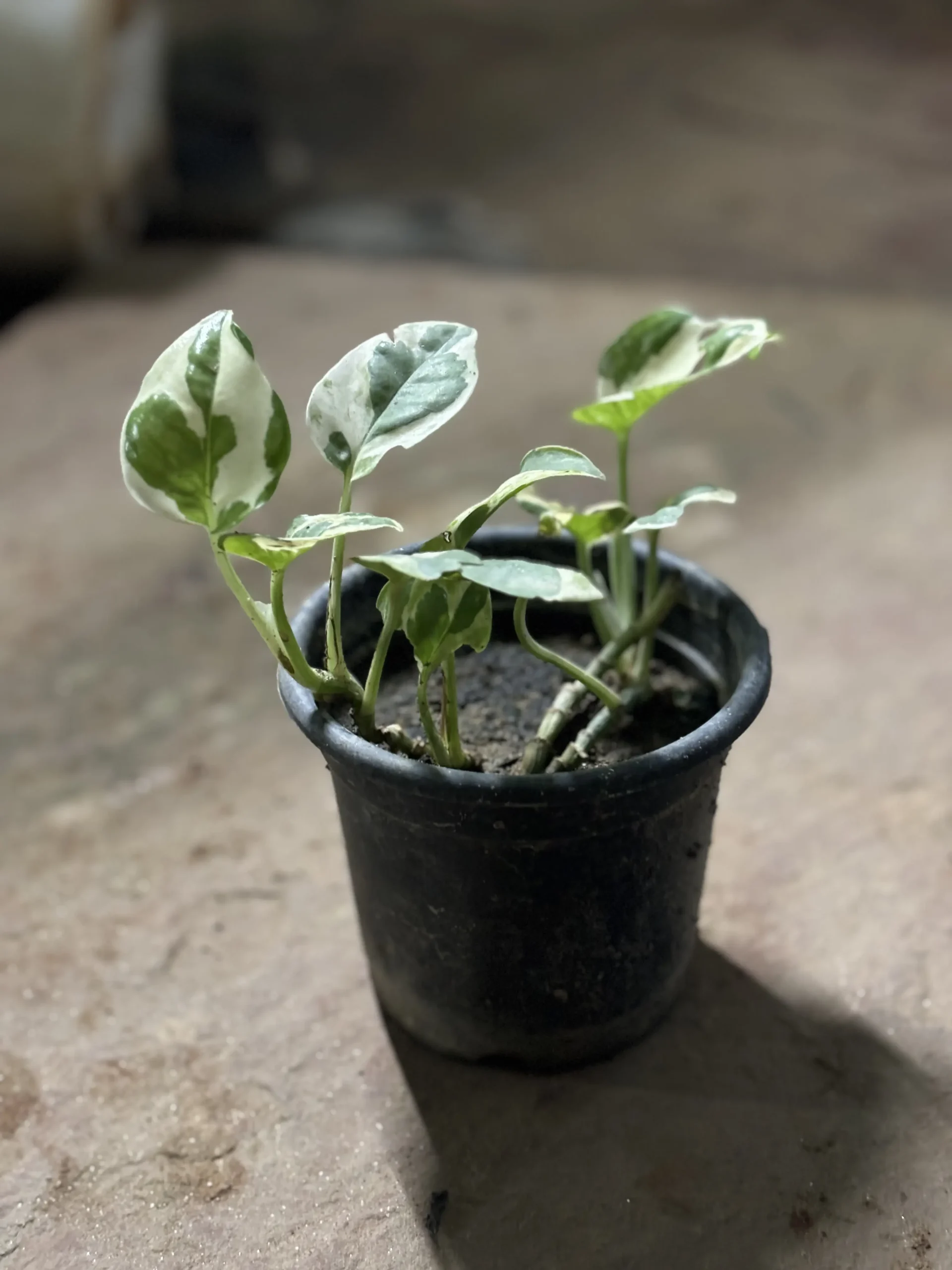 money_plant_marble_front(5)