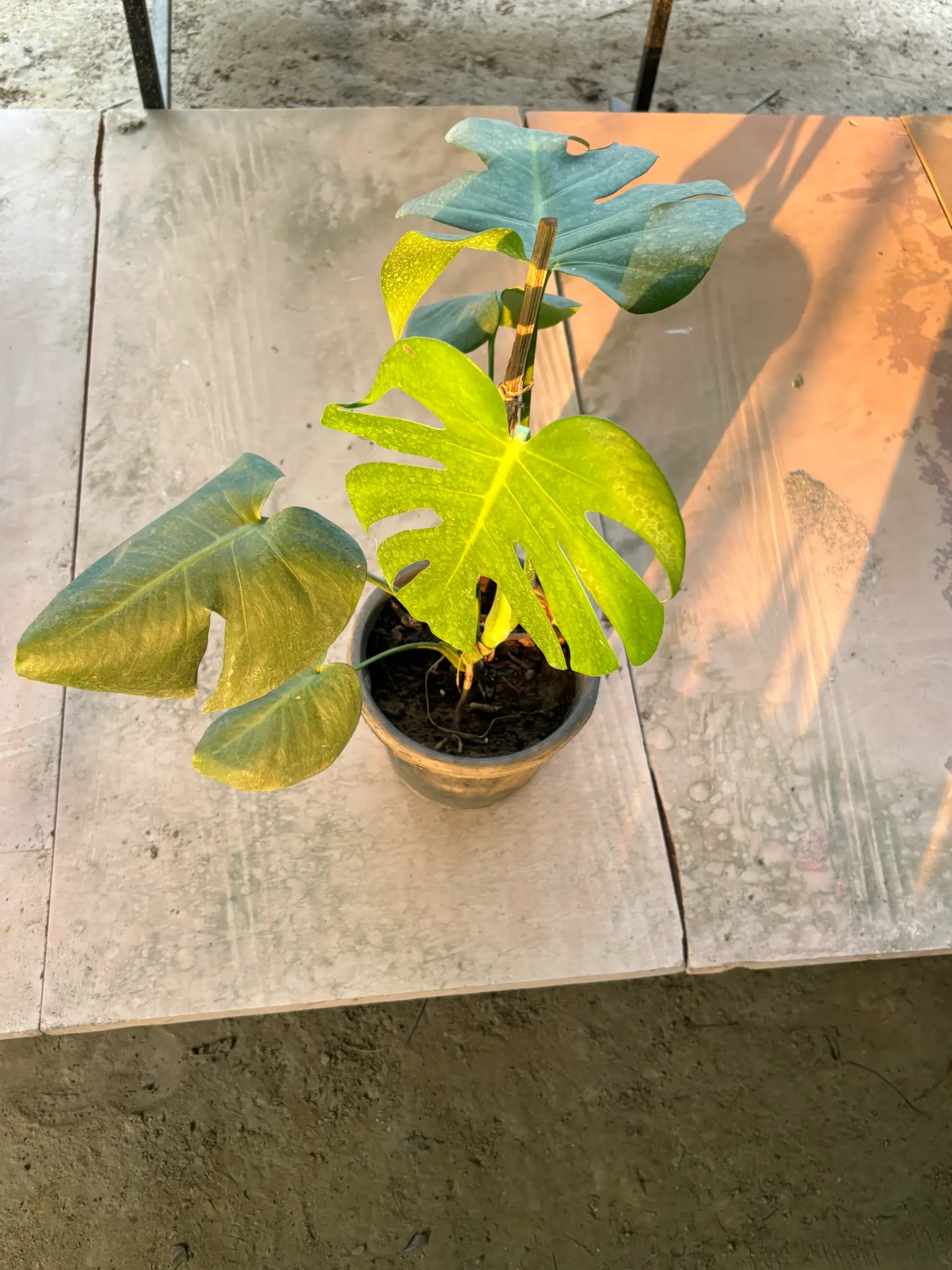 monstera front