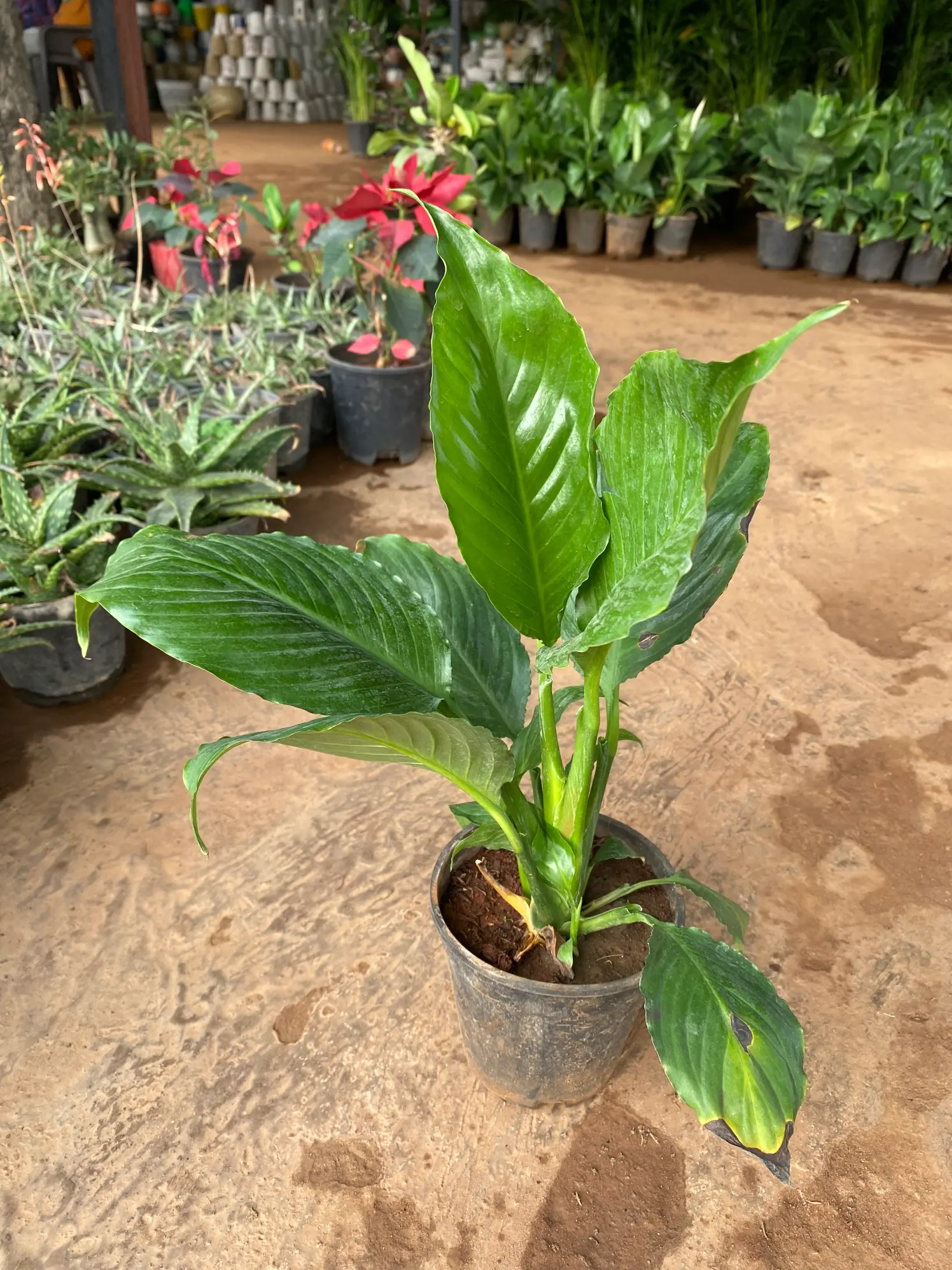 peace lily_ small front(2)