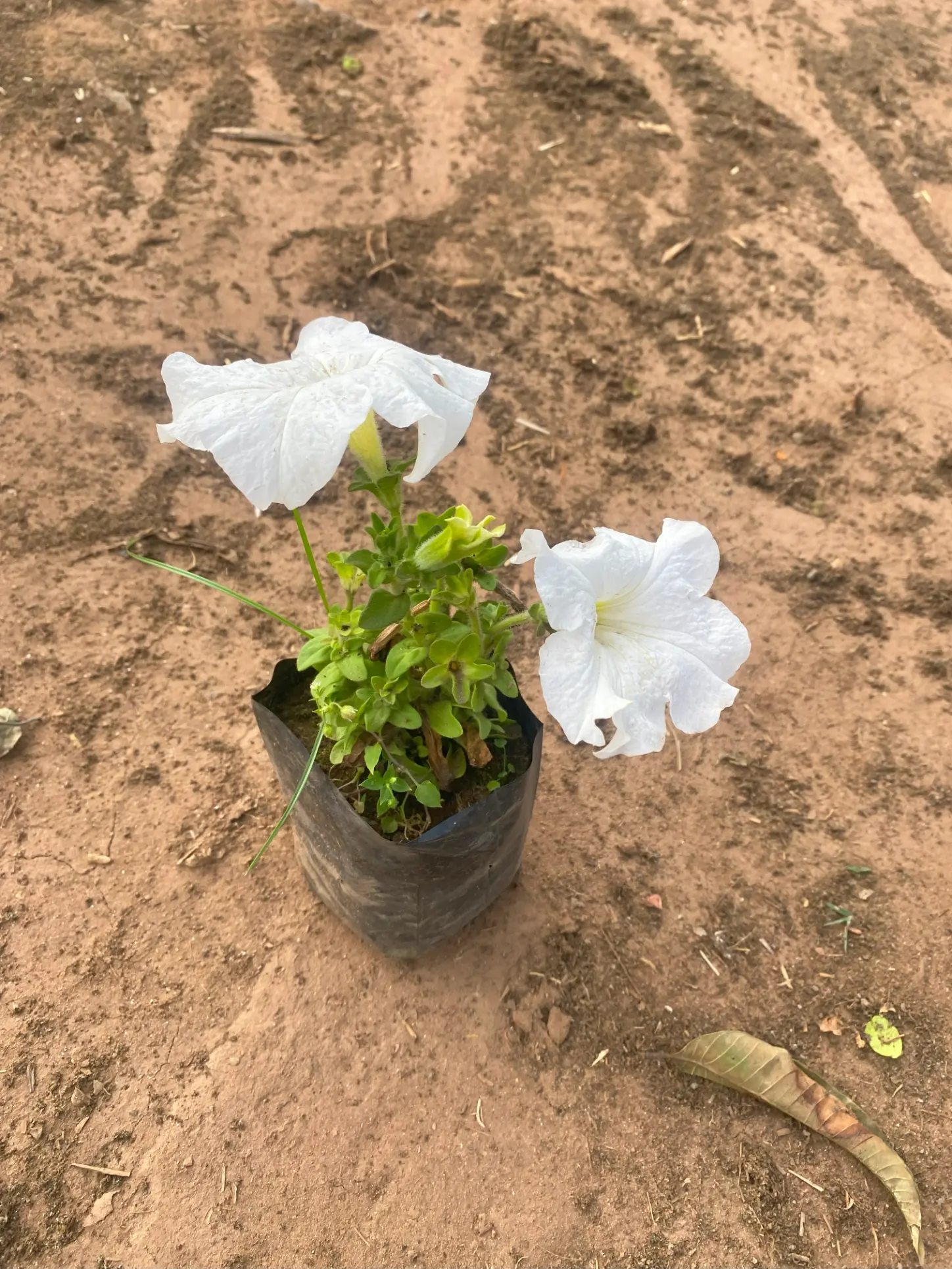 petunia_white_front(2)