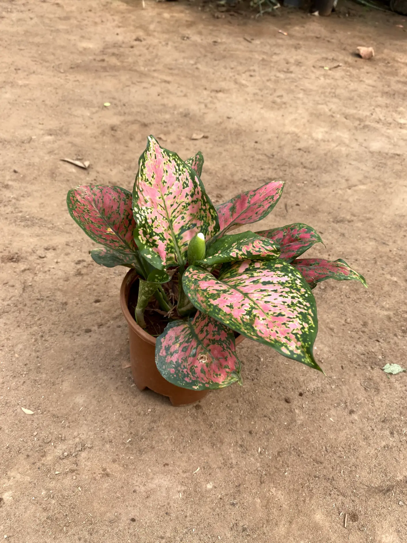pink agaloanema_