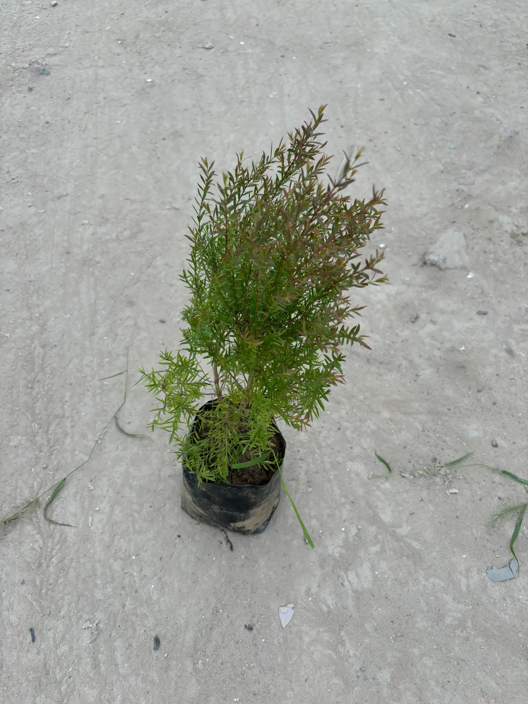 pink cypress front