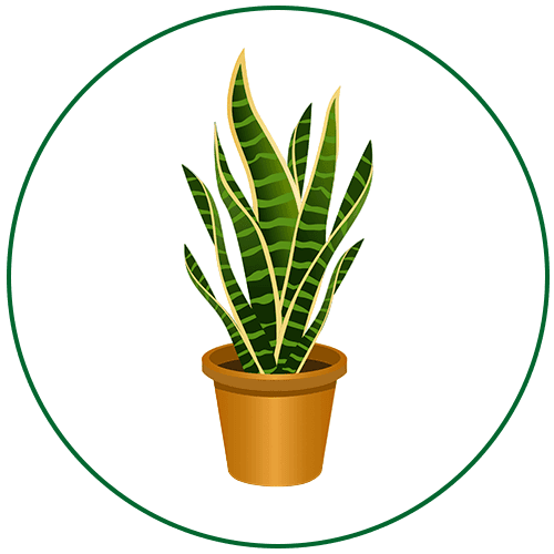 plant-12