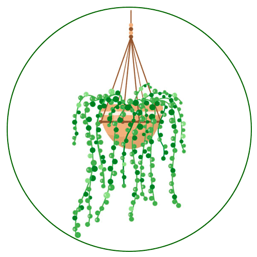 plant-4-String-of-Pearls