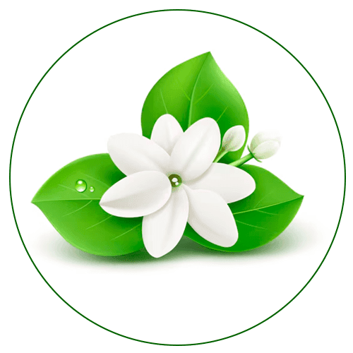 plant-5-Jasmine (1)