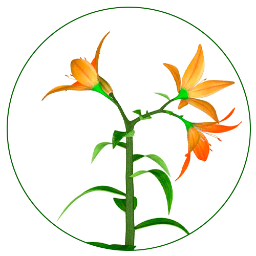 plant-6-angiosperms (1)