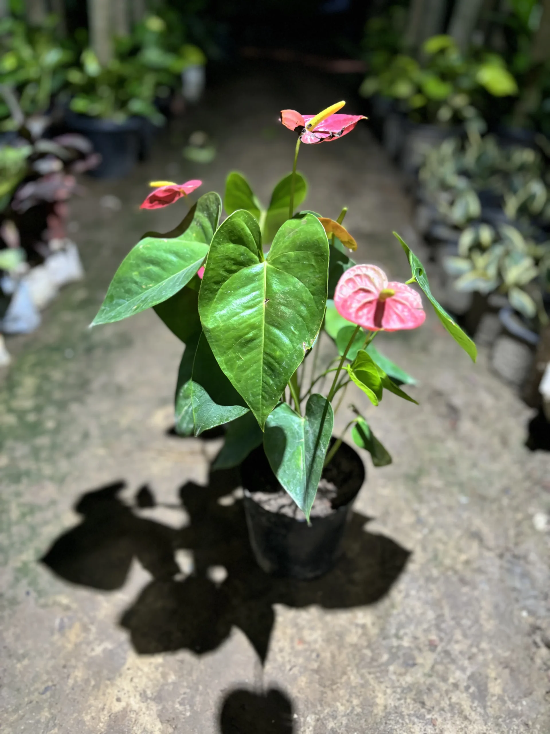 red anthurium front