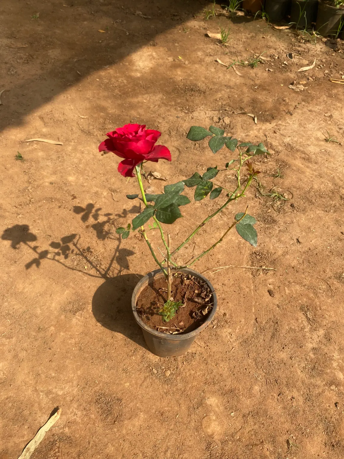 red_rose_FRONT(6)