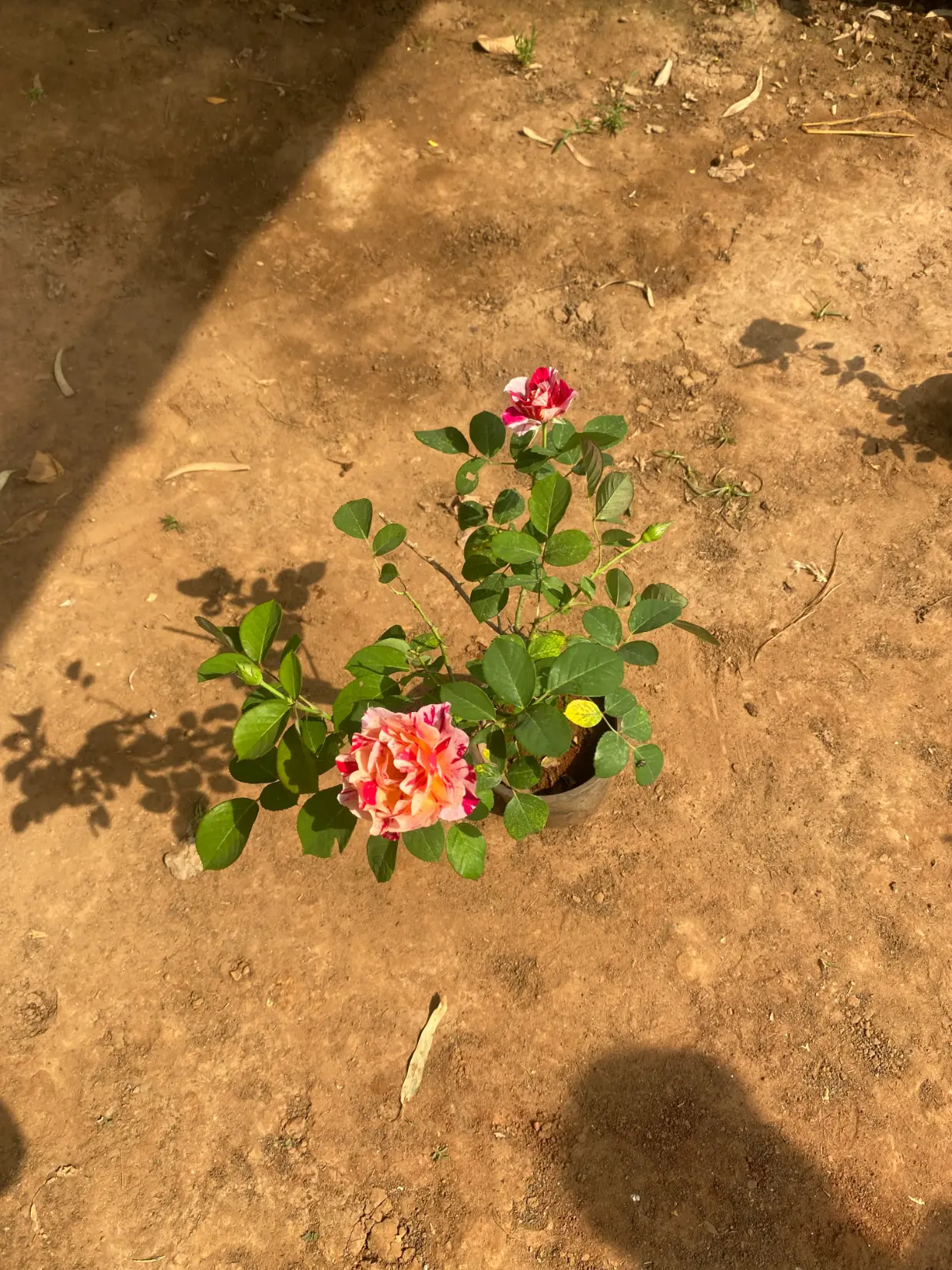 rose_pink_white_red_hybrid_FRONT(2)
