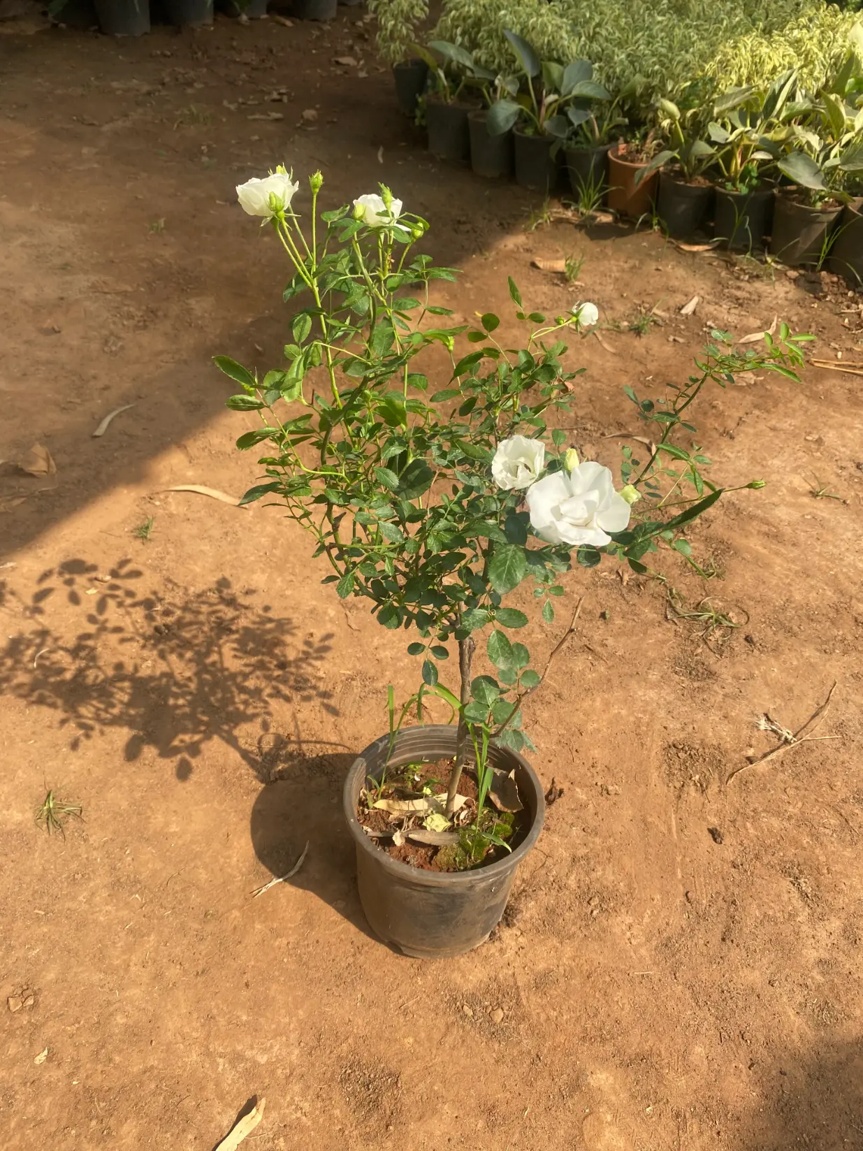rose_white_FRONT