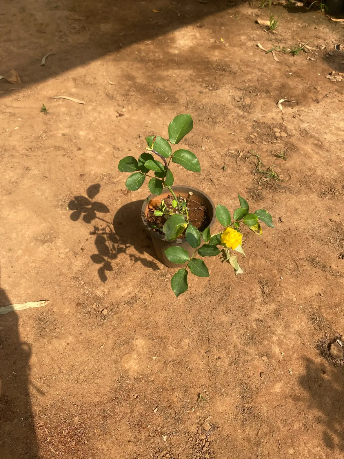 rose_yellow_FRONT(3)