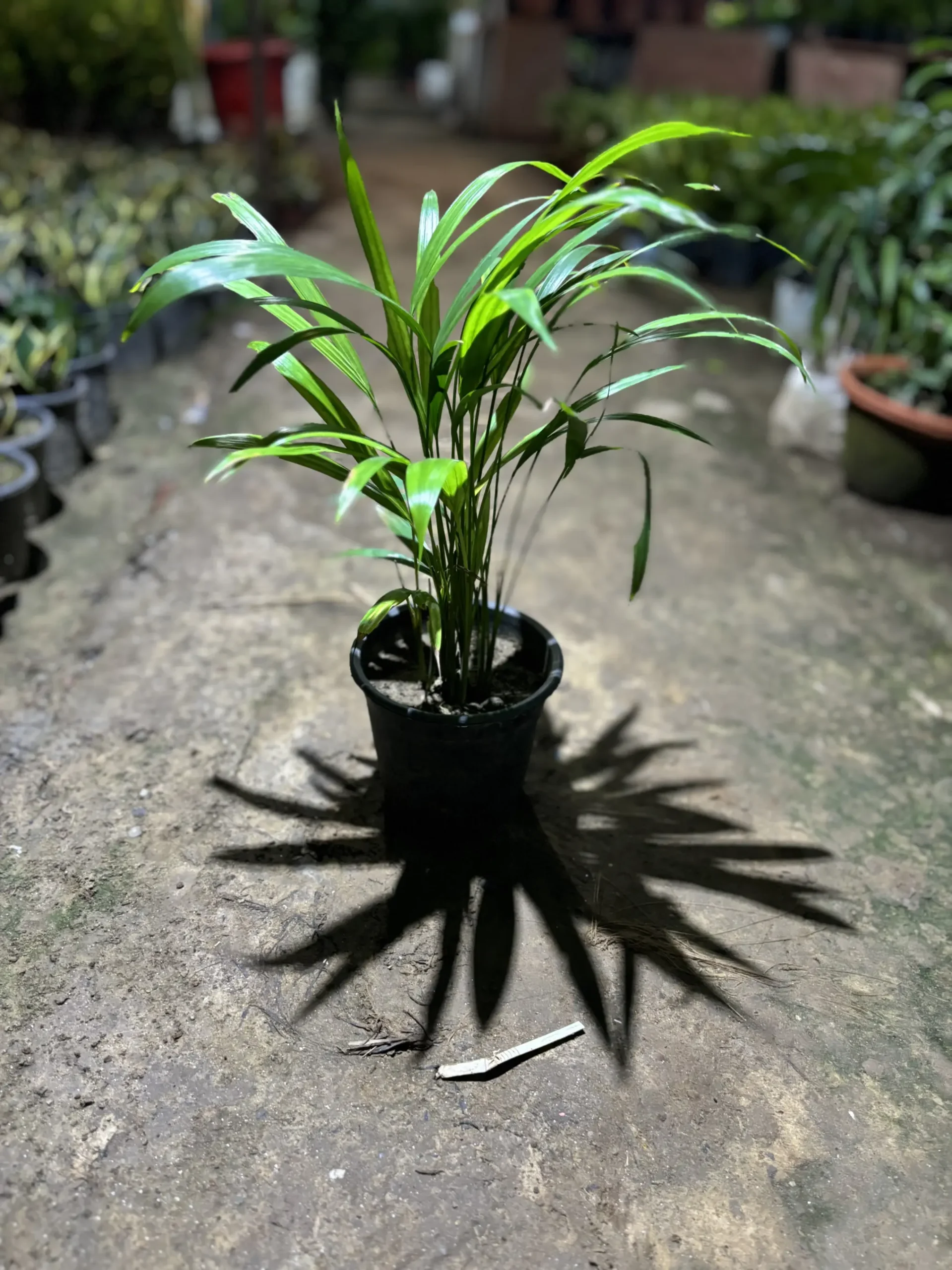 table top areca palm front