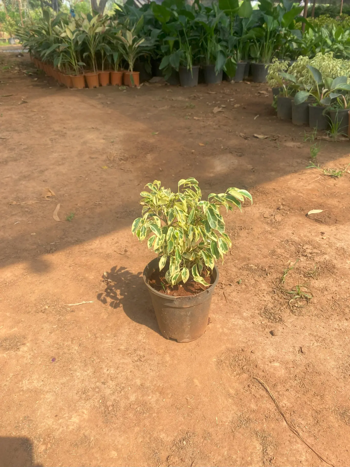 ficus small