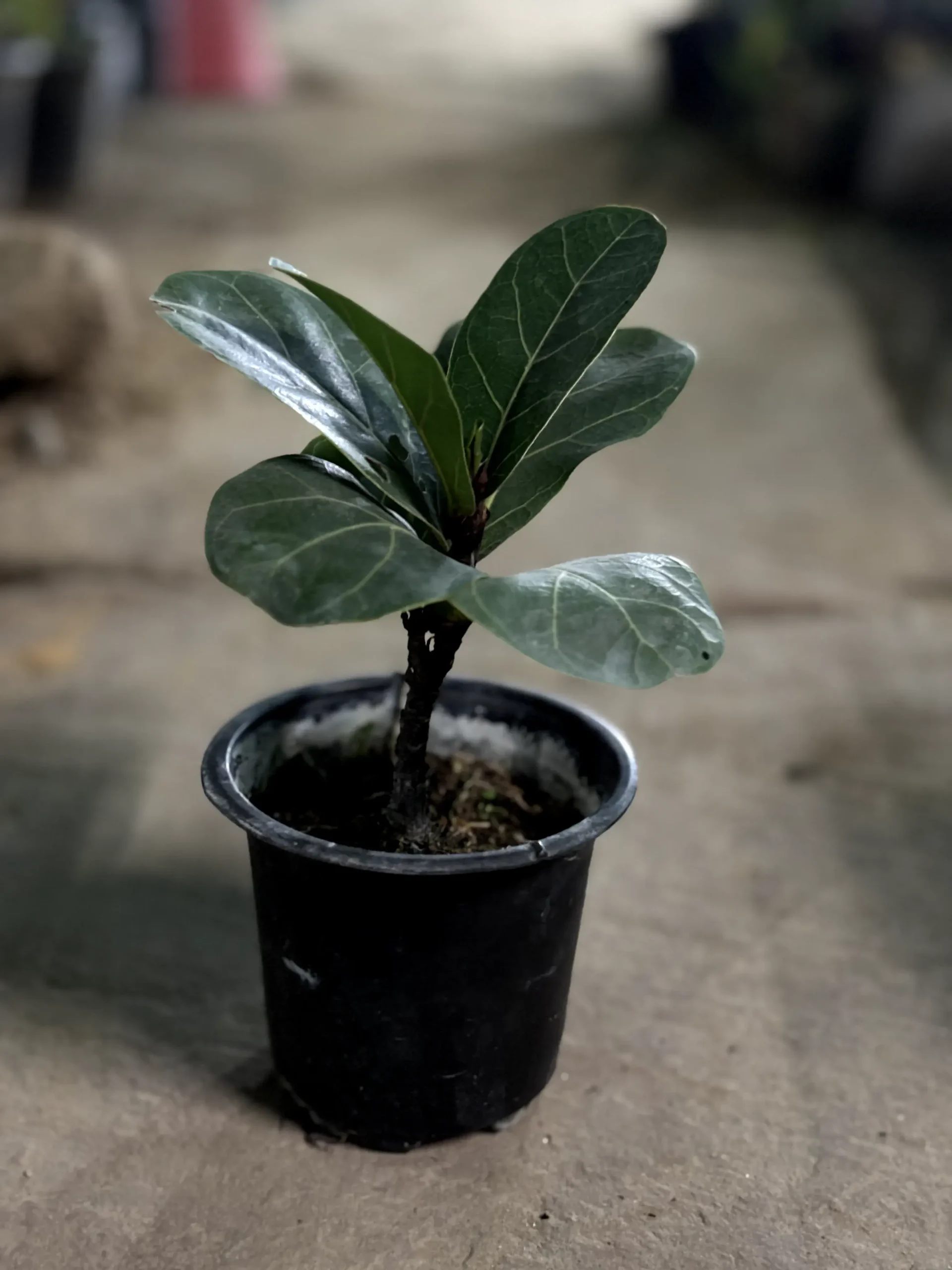 fiddle leaf small