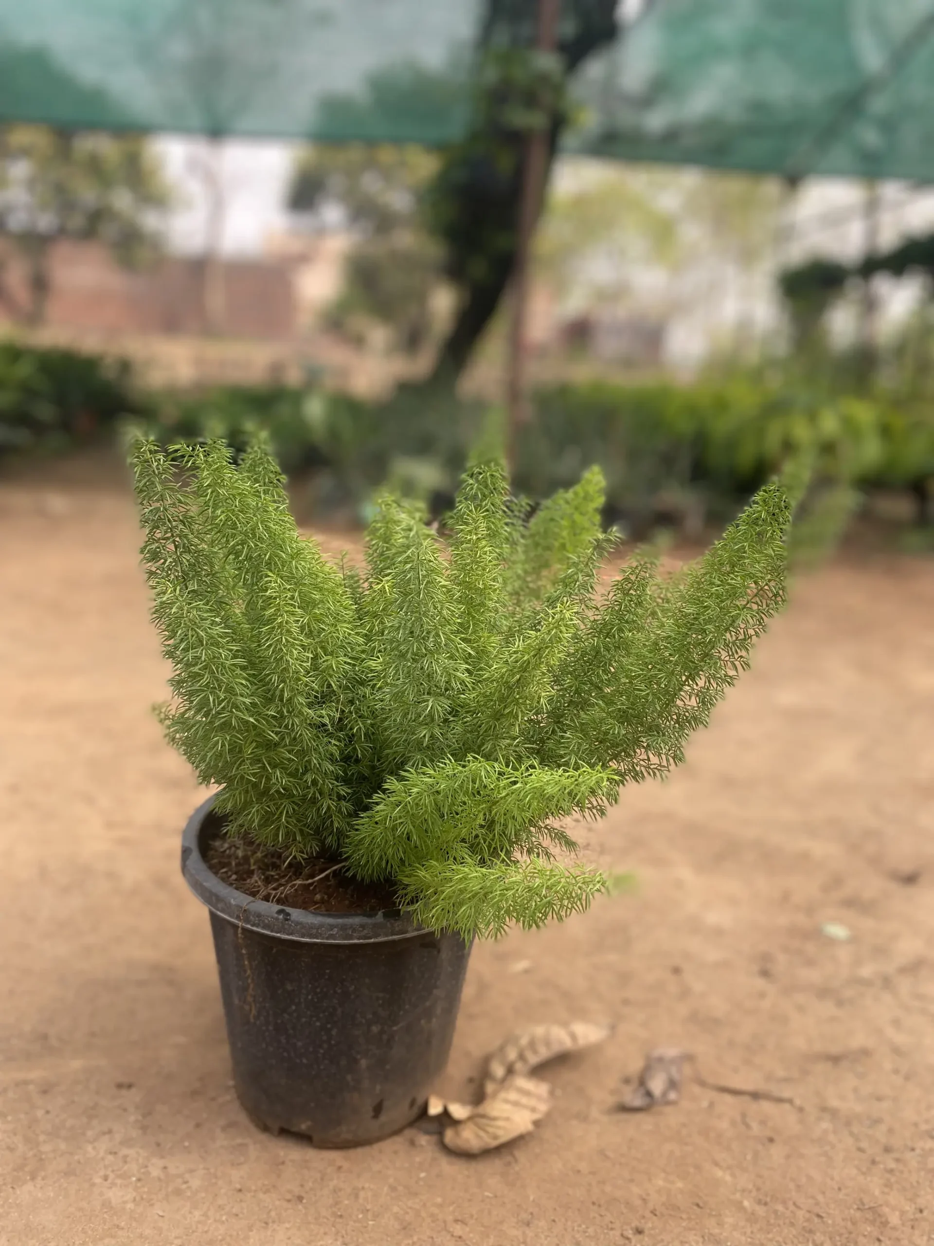 foxtail big (3)