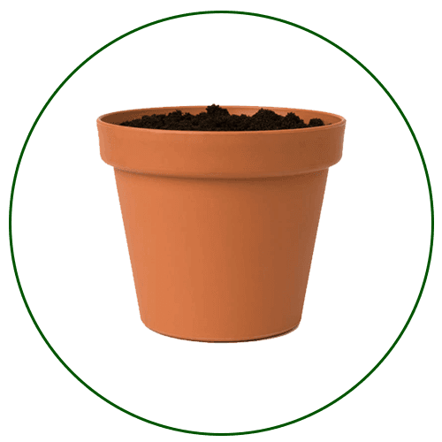 plant--1