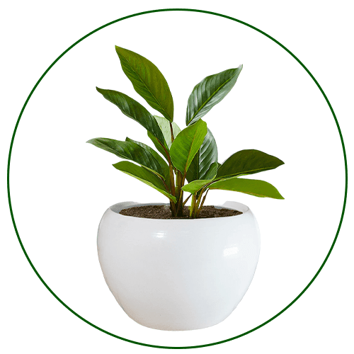 plant-2