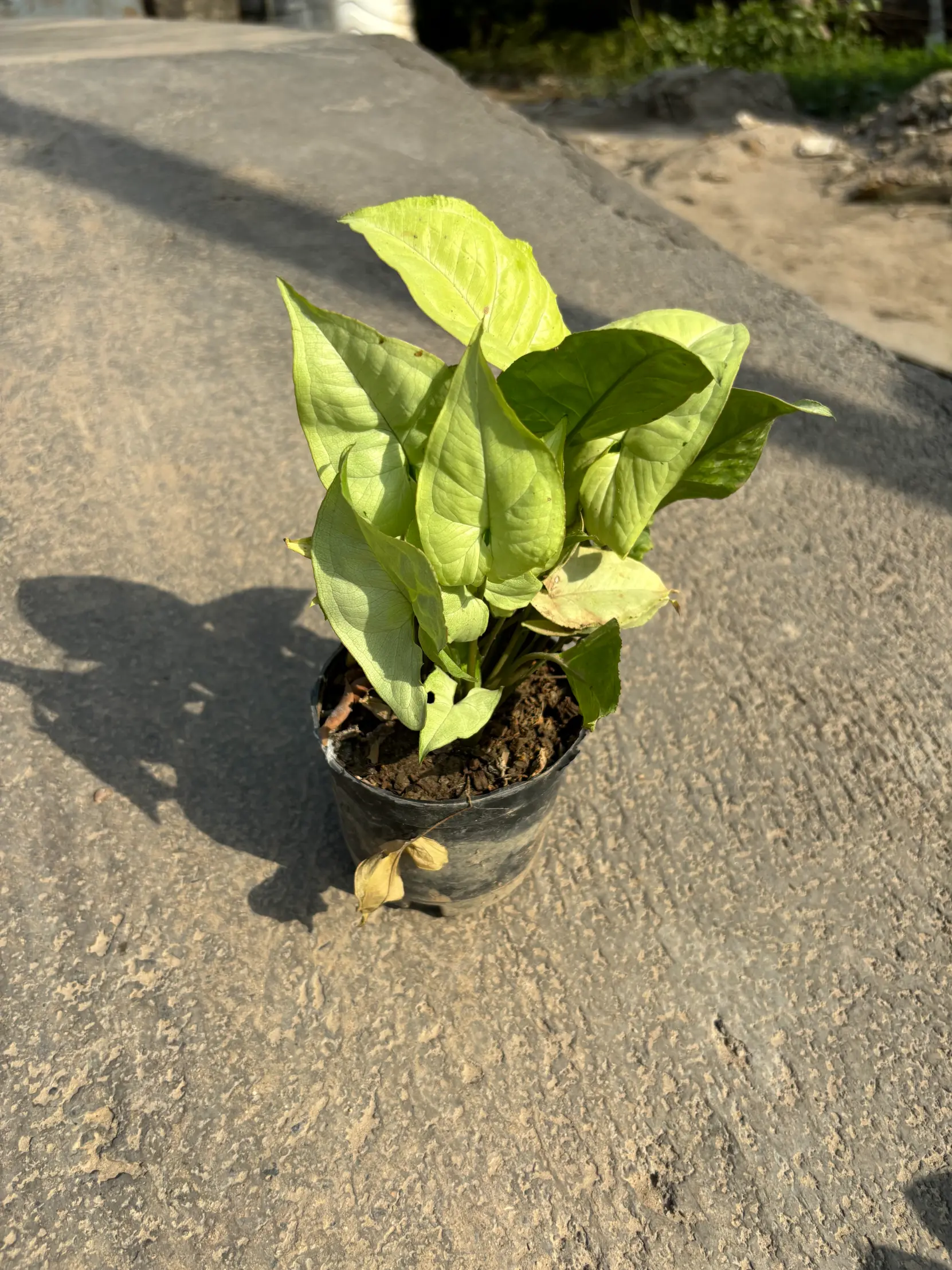 syngonium_green_front(5)