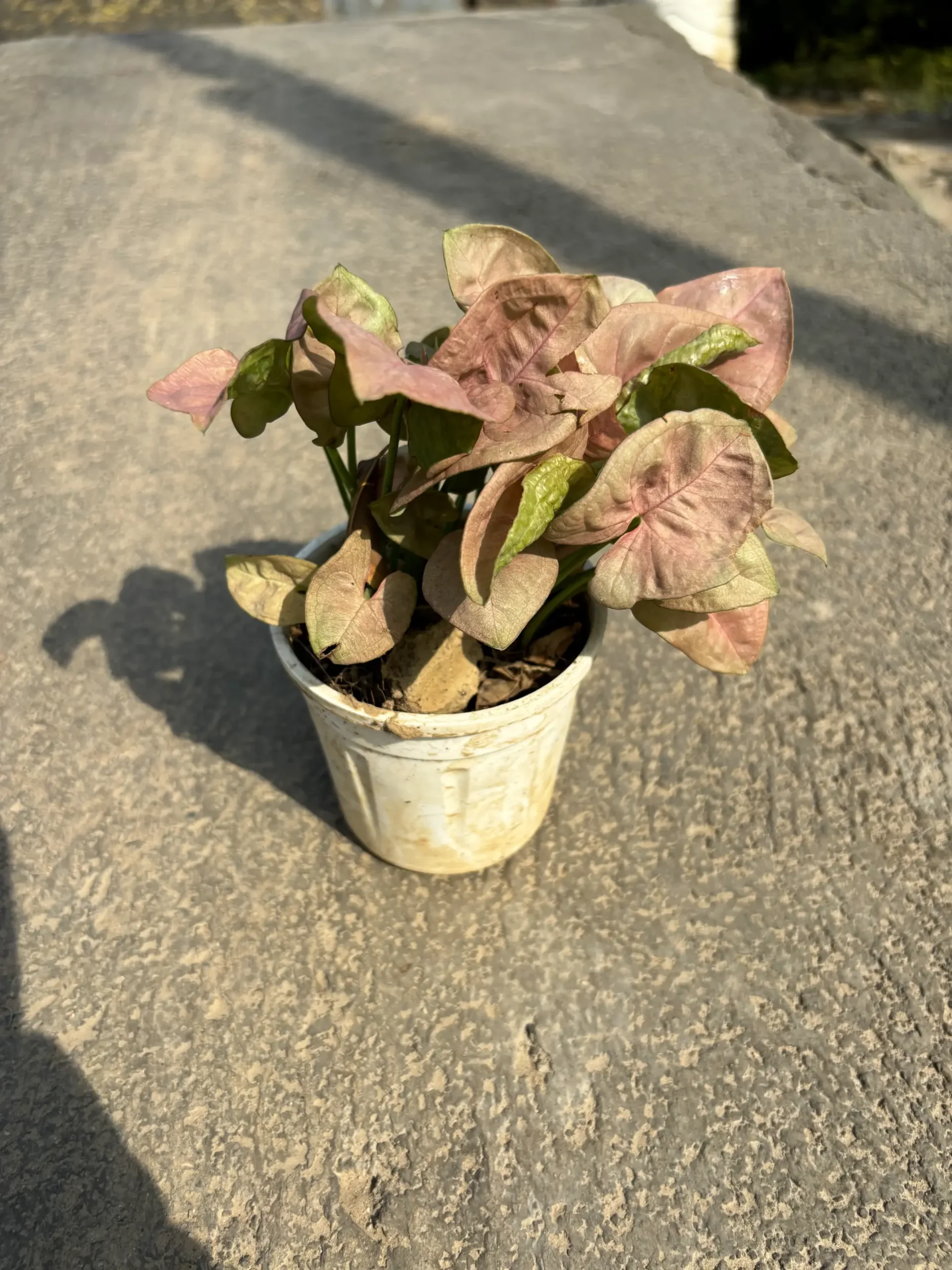 syngonium_pink_front(5)