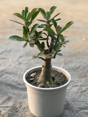 Adenium