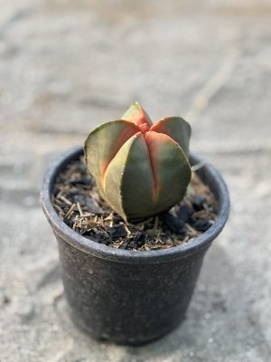 Astrophytum Plant
