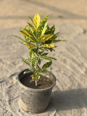 Baby Croton