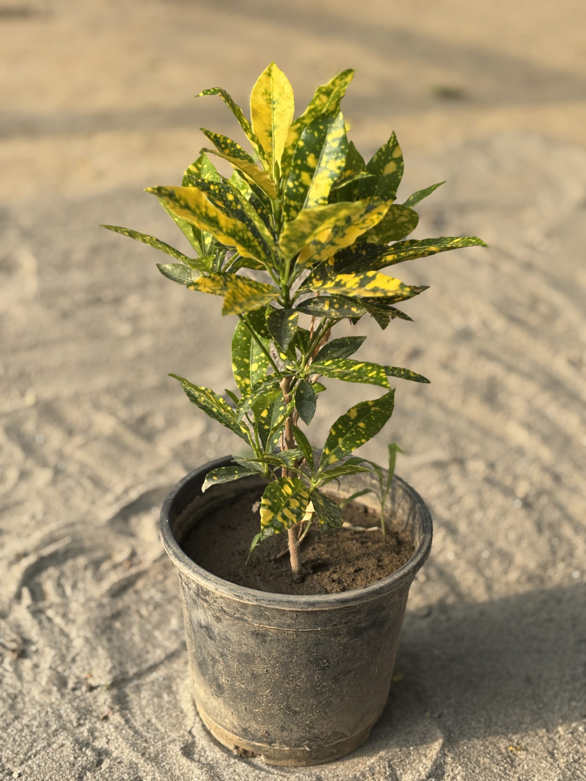 Baby Croton - Image 3