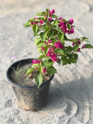 Bougainvillea Pink