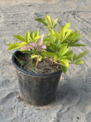Bougainvillea Purple
