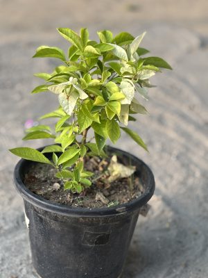 Bougainvillea White