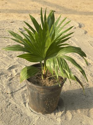 China Palm
